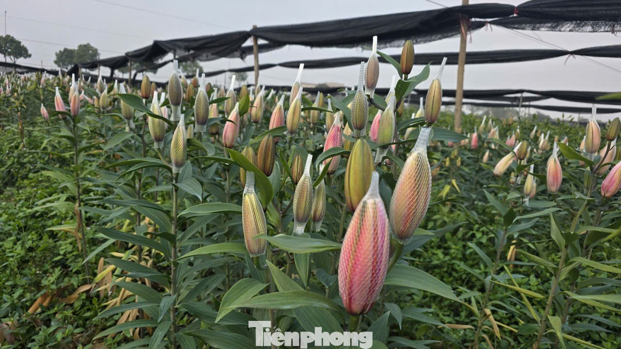 Cận Tết Bính Ngọ, nhà vườn Hà Nội 'nín thở' chờ hoa nở đúng dịp - Ảnh 6