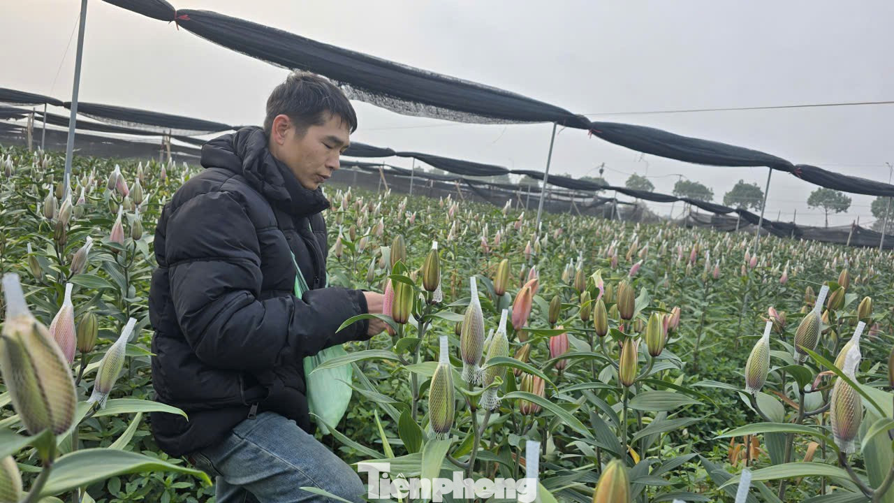 Cận Tết Bính Ngọ, nhà vườn Hà Nội 'nín thở' chờ hoa nở đúng dịp - Ảnh 4