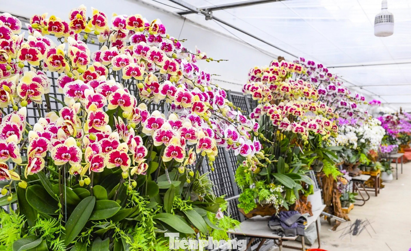 Nông dân Thanh Hóa chi hơn 10 tỷ làm vườn lan 4 vạn cây - Ảnh 5