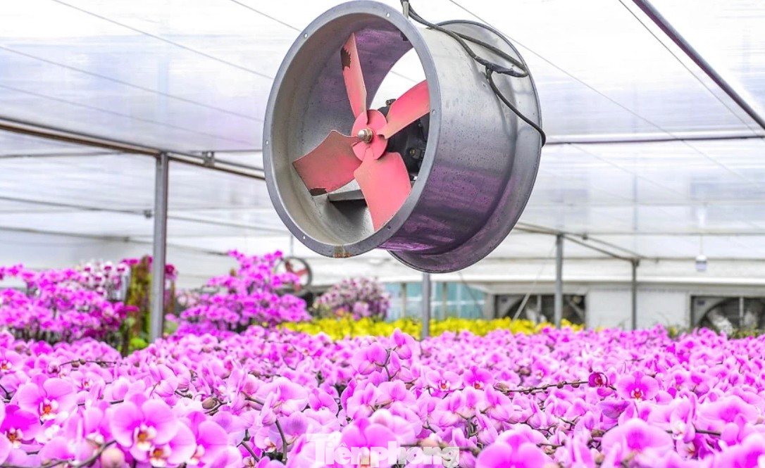 Nông dân Thanh Hóa chi hơn 10 tỷ làm vườn lan 4 vạn cây - Ảnh 3