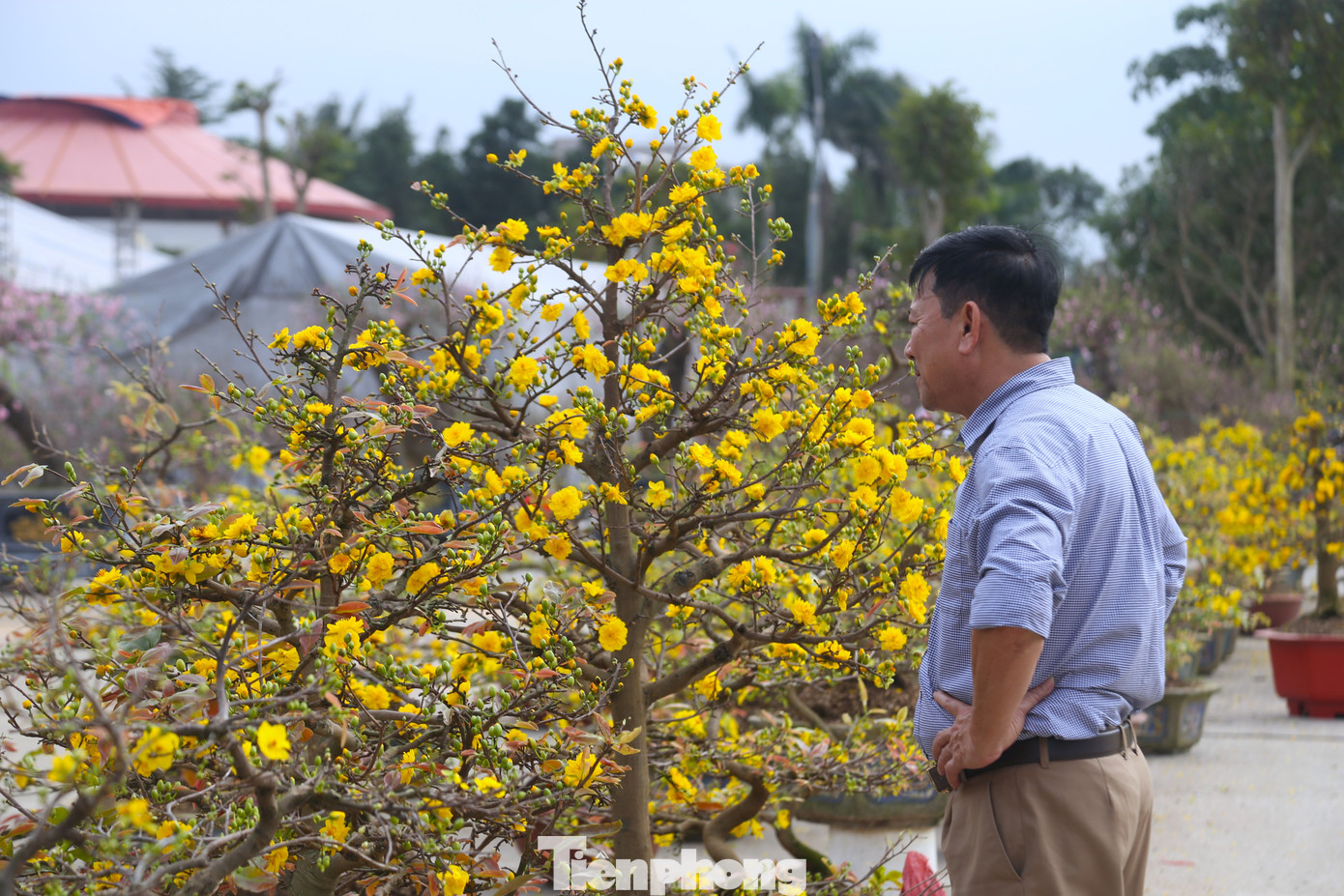 Quất sale đồng giá, đào xả kịch sàn vẫn vắng khách ngày 27 Tết - Ảnh 7