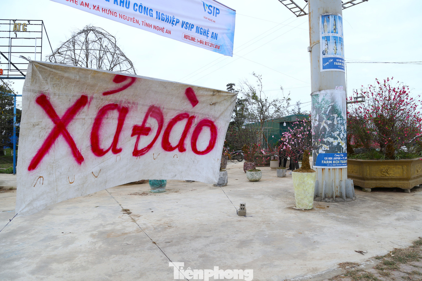 Quất sale đồng giá, đào xả kịch sàn vẫn vắng khách ngày 27 Tết - Ảnh 2