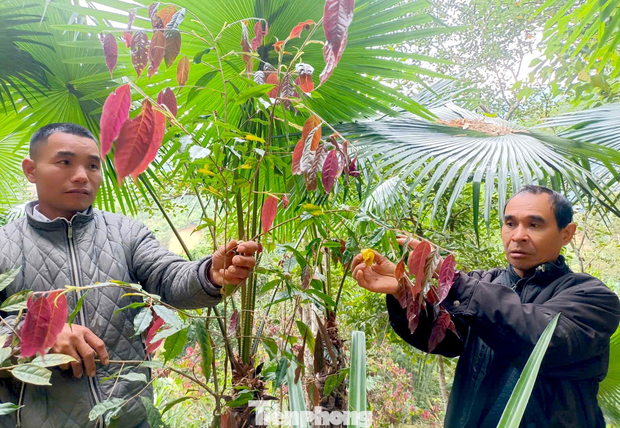 Vào rừng hái chè hoa vàng kiếm bộn tiền - Ảnh 3