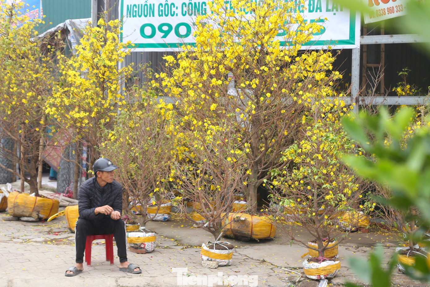 Quất sale đồng giá, đào xả kịch sàn vẫn vắng khách ngày 27 Tết - Ảnh 6