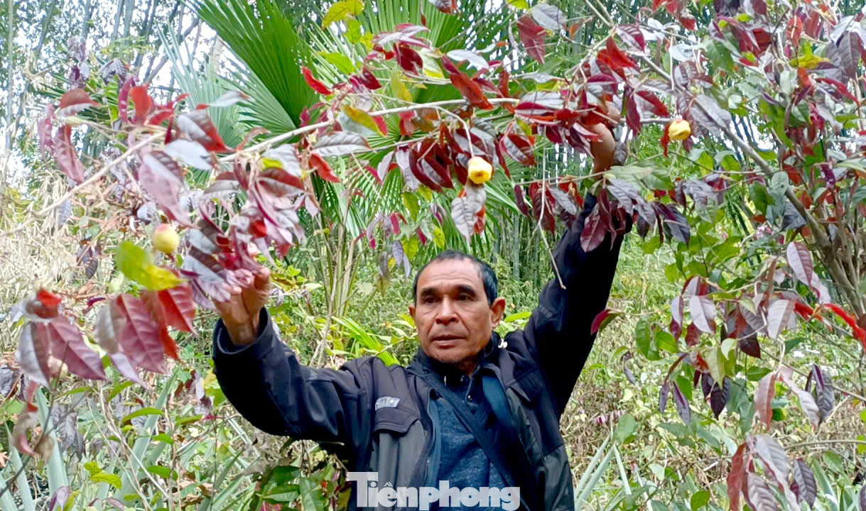 Vào rừng hái chè hoa vàng kiếm bộn tiền - Ảnh 1