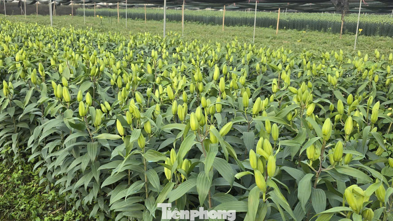 Cận Tết Bính Ngọ, nhà vườn Hà Nội 'nín thở' chờ hoa nở đúng dịp - Ảnh 3