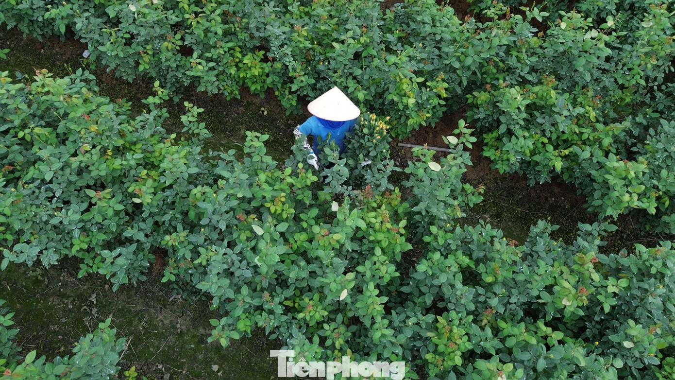 Cận Tết Bính Ngọ, nhà vườn Hà Nội 'nín thở' chờ hoa nở đúng dịp - Ảnh 13