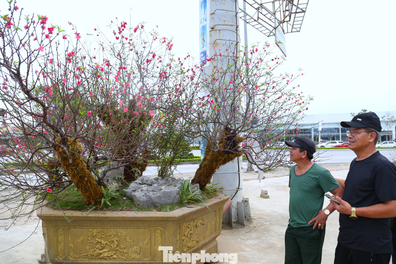 Quất sale đồng giá, đào xả kịch sàn vẫn vắng khách ngày 27 Tết - Ảnh 3