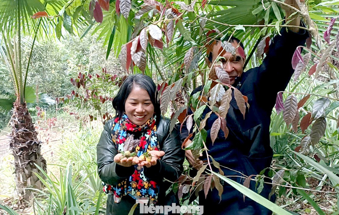 Vào rừng hái chè hoa vàng kiếm bộn tiền - Ảnh 2