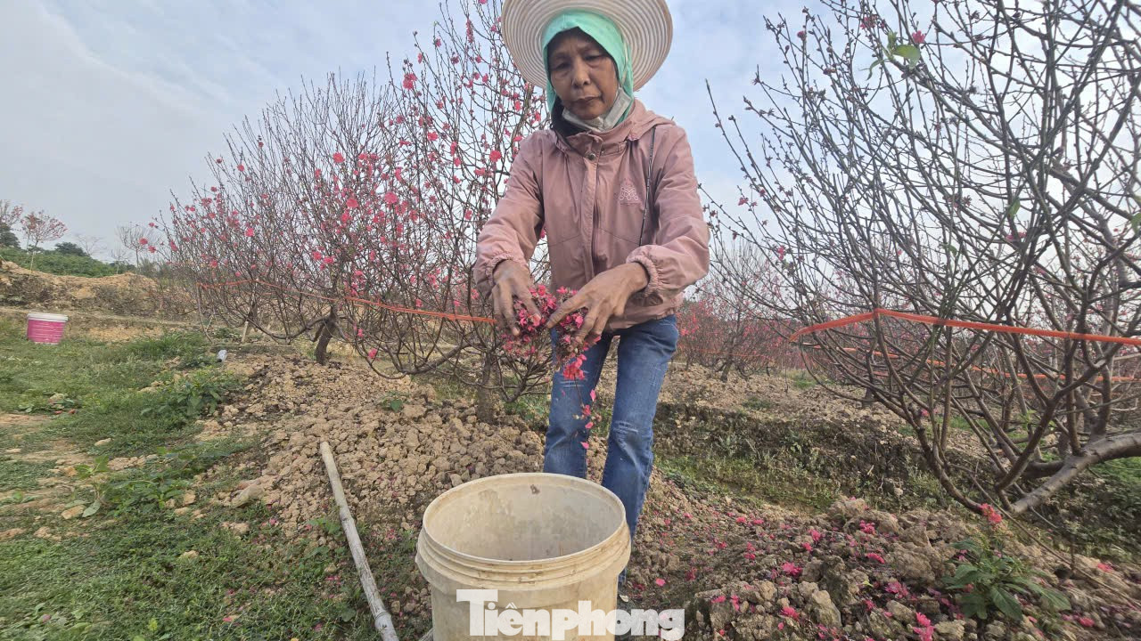 Cận Tết Bính Ngọ, nhà vườn Hà Nội 'nín thở' chờ hoa nở đúng dịp - Ảnh 11