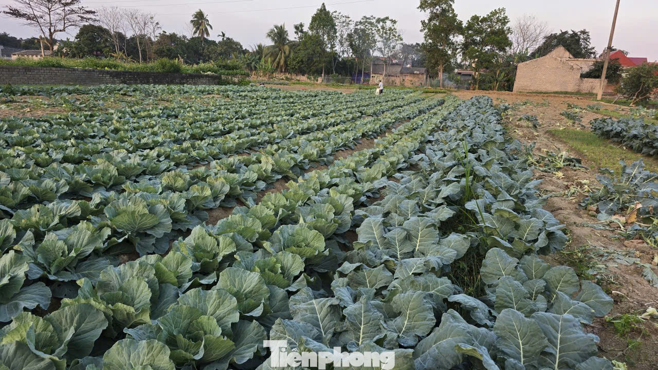 Rau củ được mùa, vì sao nông dân lại mất Tết? - Ảnh 8