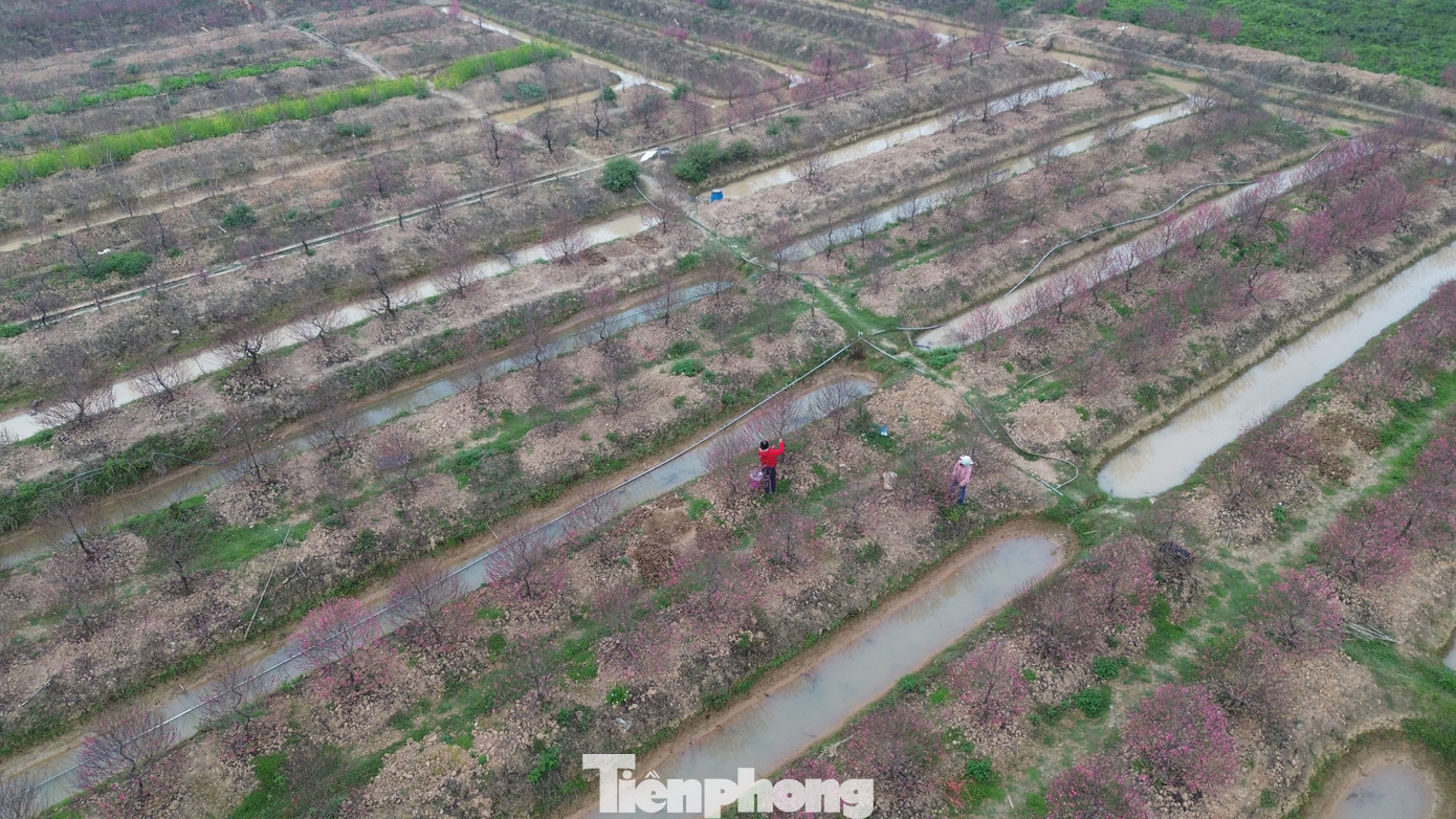 Cận Tết Bính Ngọ, nhà vườn Hà Nội 'nín thở' chờ hoa nở đúng dịp - Ảnh 12