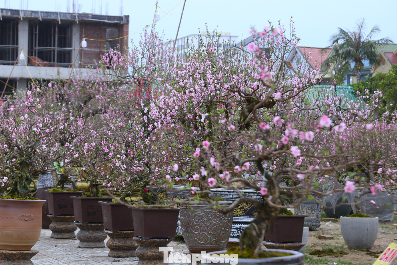 Quất sale đồng giá, đào xả kịch sàn vẫn vắng khách ngày 27 Tết - Ảnh 10