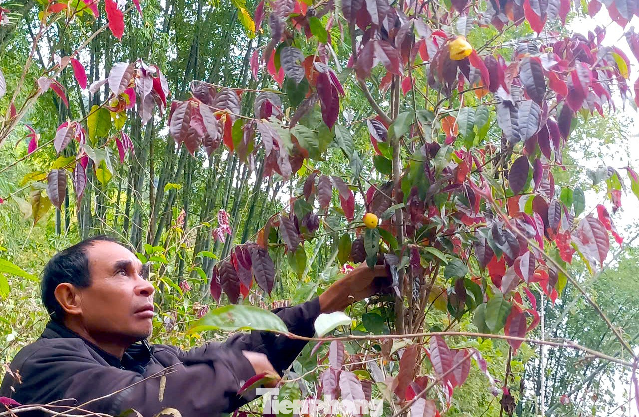 Vào rừng hái chè hoa vàng kiếm bộn tiền - Ảnh 4