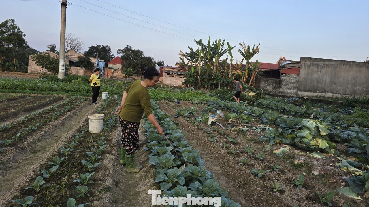 Rau củ được mùa, vì sao nông dân lại mất Tết? - Ảnh 10