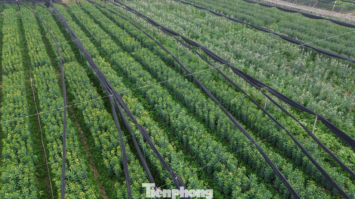 Cận Tết Bính Ngọ, nhà vườn Hà Nội 'nín thở' chờ hoa nở đúng dịp - Ảnh 15