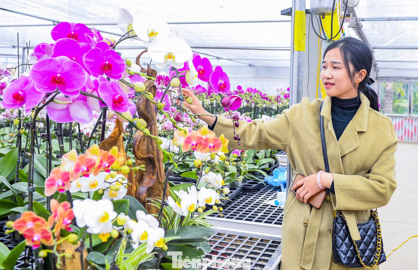 Nông dân Thanh Hóa chi hơn 10 tỷ làm vườn lan 4 vạn cây - Ảnh 2