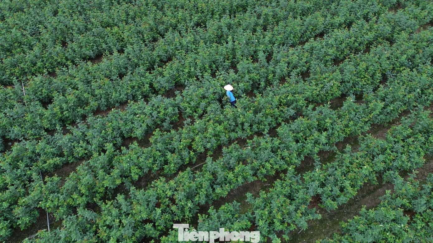 Cận Tết Bính Ngọ, nhà vườn Hà Nội 'nín thở' chờ hoa nở đúng dịp - Ảnh 14