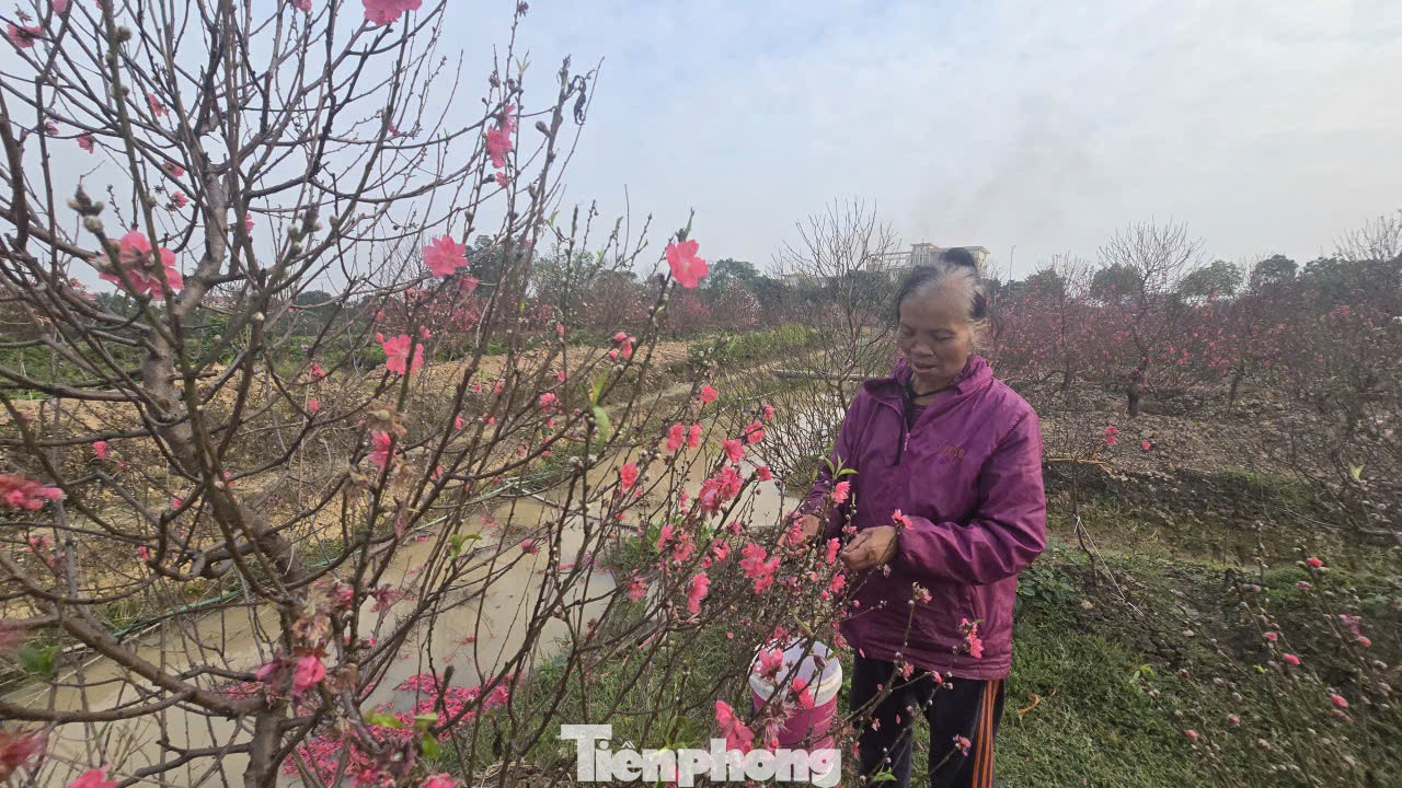 Cận Tết Bính Ngọ, nhà vườn Hà Nội 'nín thở' chờ hoa nở đúng dịp - Ảnh 10