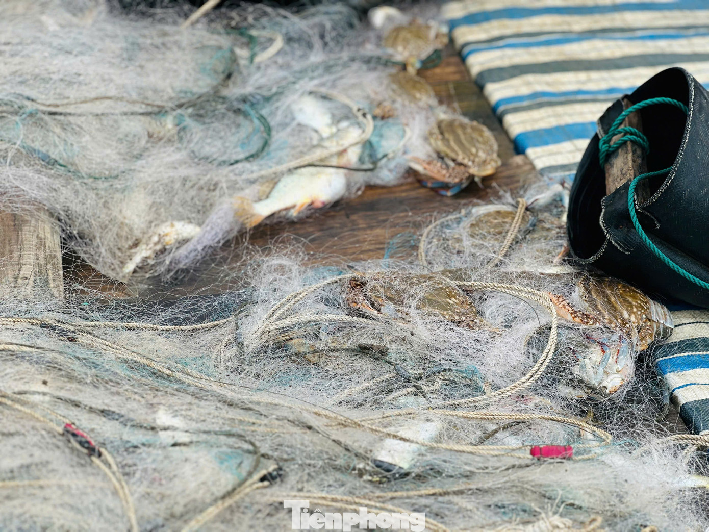 Ngư dân trúng 'lộc biển' đầu năm, thu tiền triệu mỗi ngày - Ảnh 4