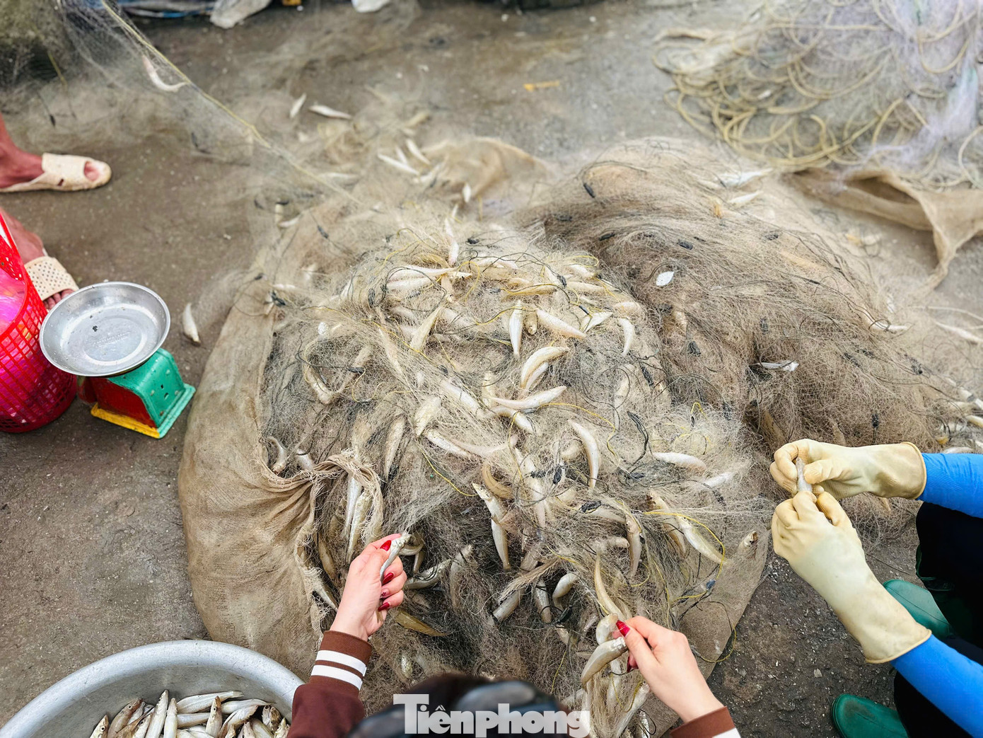 Ngư dân trúng 'lộc biển' đầu năm, thu tiền triệu mỗi ngày - Ảnh 12