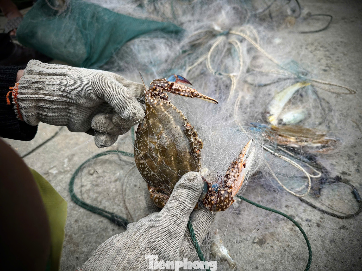 Ngư dân trúng 'lộc biển' đầu năm, thu tiền triệu mỗi ngày - Ảnh 7