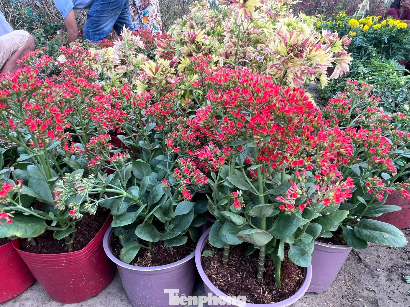 Giá rẻ khó tin: Hoa Tết chỉ 20.000 đồng/chậu ở TPHCM - Ảnh 5