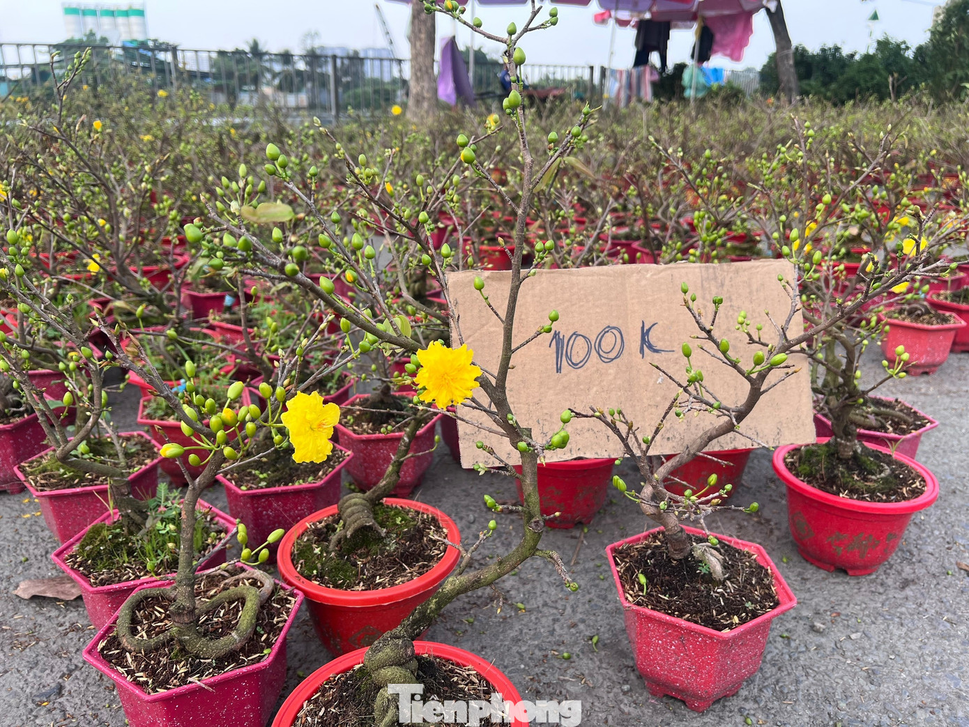 Giá rẻ khó tin: Hoa Tết chỉ 20.000 đồng/chậu ở TPHCM - Ảnh 2