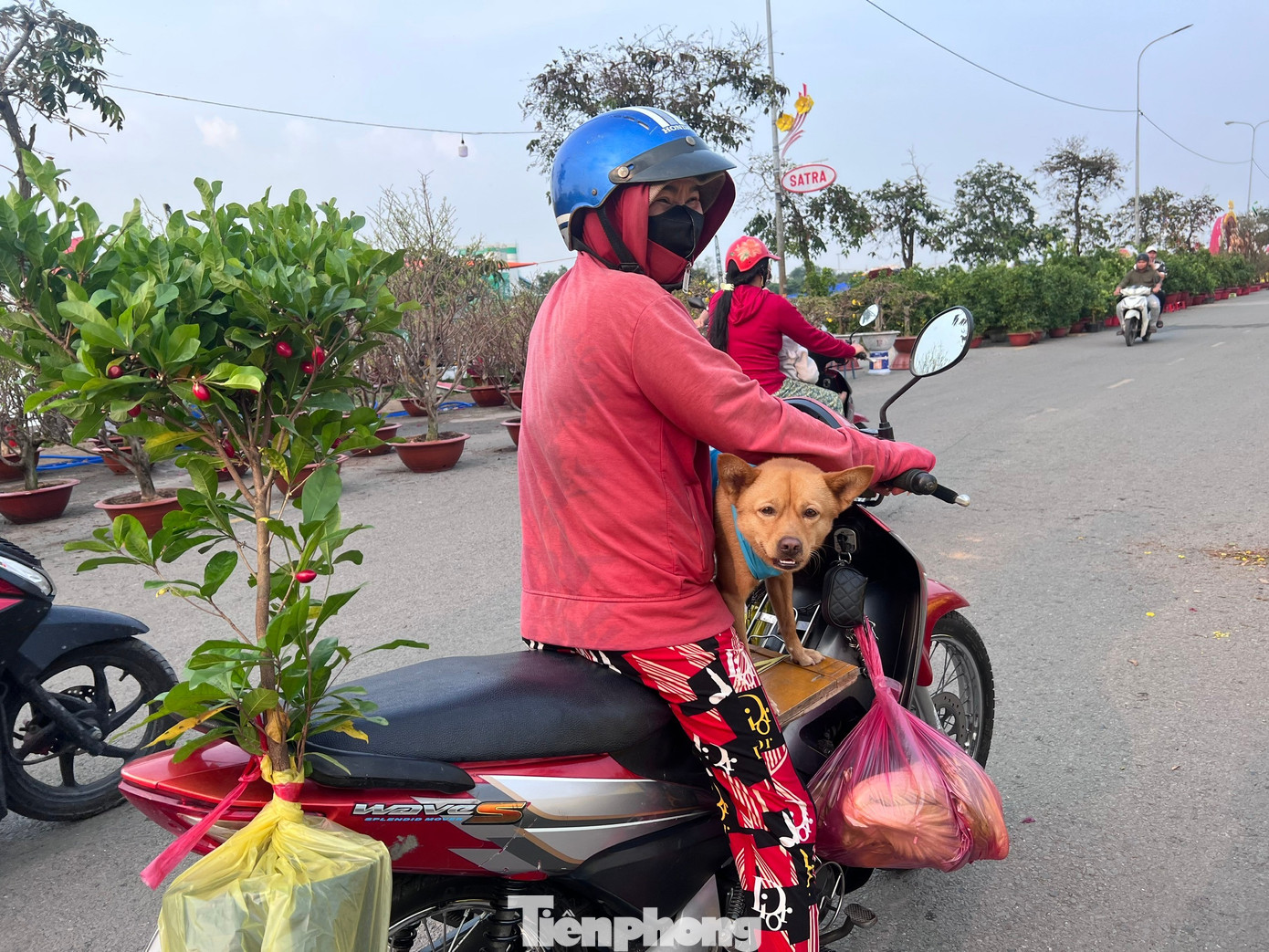 Giá rẻ khó tin: Hoa Tết chỉ 20.000 đồng/chậu ở TPHCM - Ảnh 10