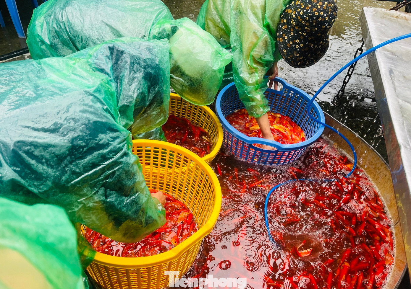 Cá chép tiễn ông Công ông Táo: Giá giảm mạnh, chợ vắng tanh - Ảnh 12