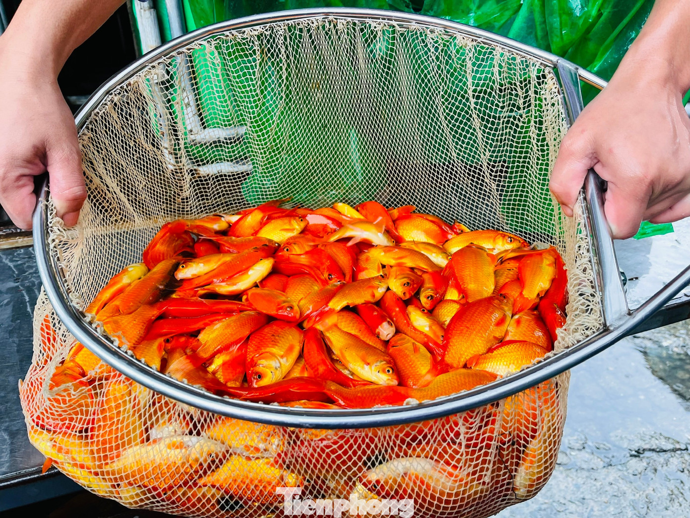 Cá chép tiễn ông Công ông Táo: Giá giảm mạnh, chợ vắng tanh - Ảnh 6