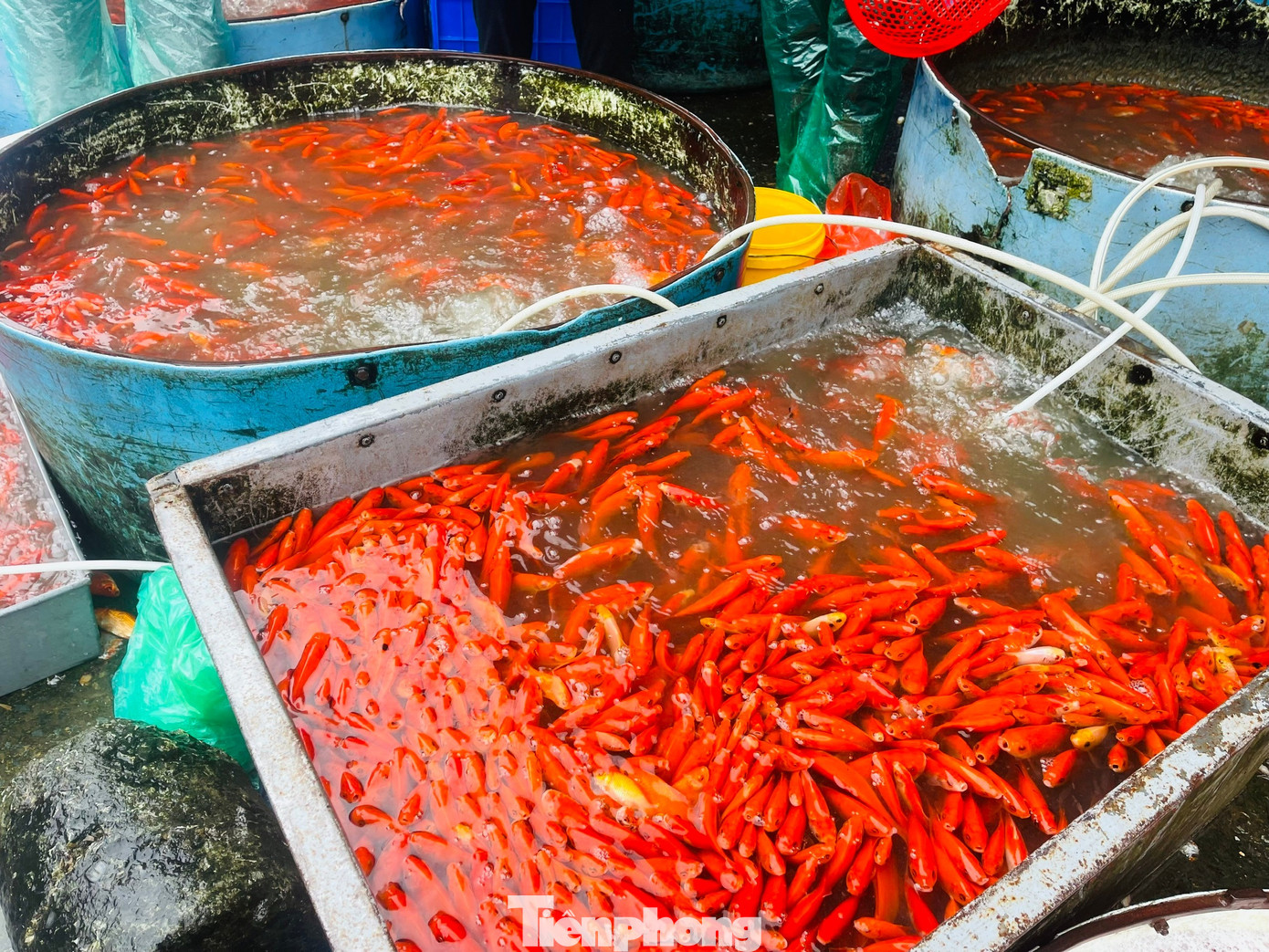 Cá chép tiễn ông Công ông Táo: Giá giảm mạnh, chợ vắng tanh - Ảnh 1