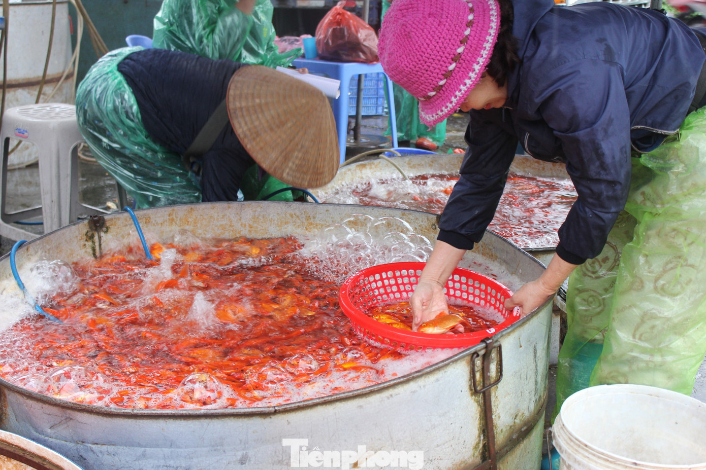 Cá chép tiễn ông Công ông Táo: Giá giảm mạnh, chợ vắng tanh - Ảnh 11