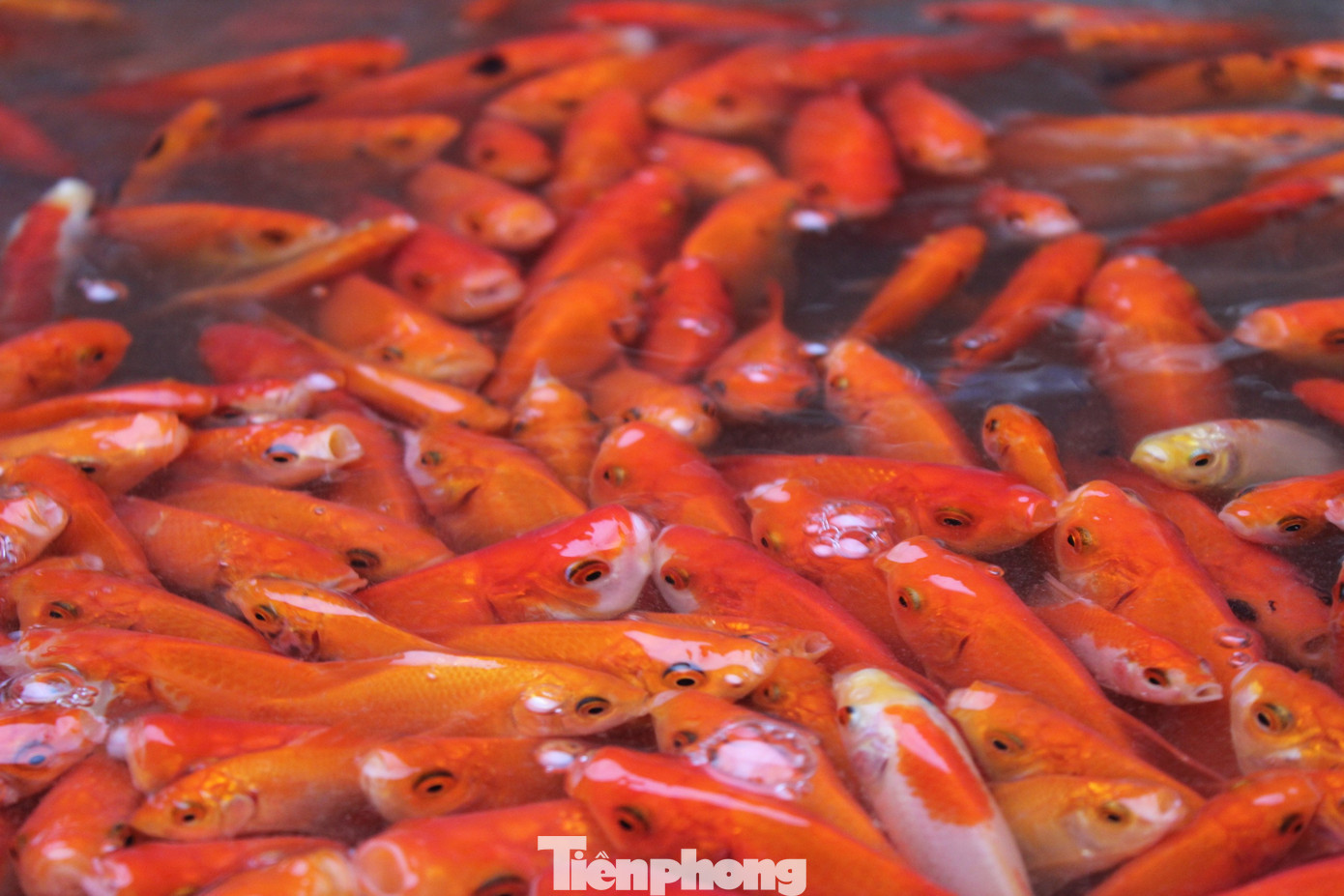 Cá chép tiễn ông Công ông Táo: Giá giảm mạnh, chợ vắng tanh - Ảnh 5