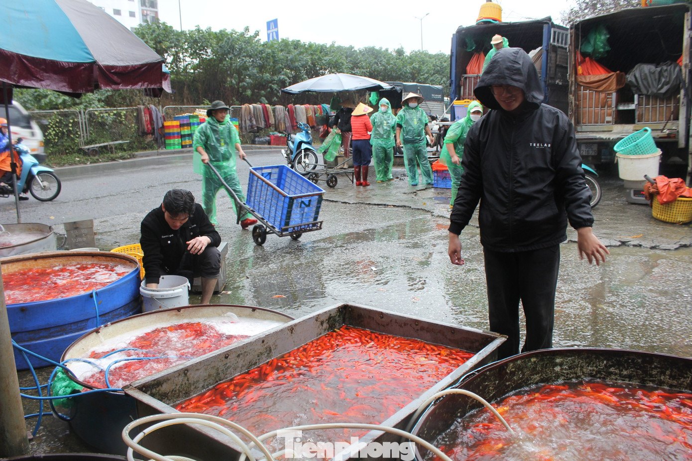 Cá chép tiễn ông Công ông Táo: Giá giảm mạnh, chợ vắng tanh - Ảnh 7