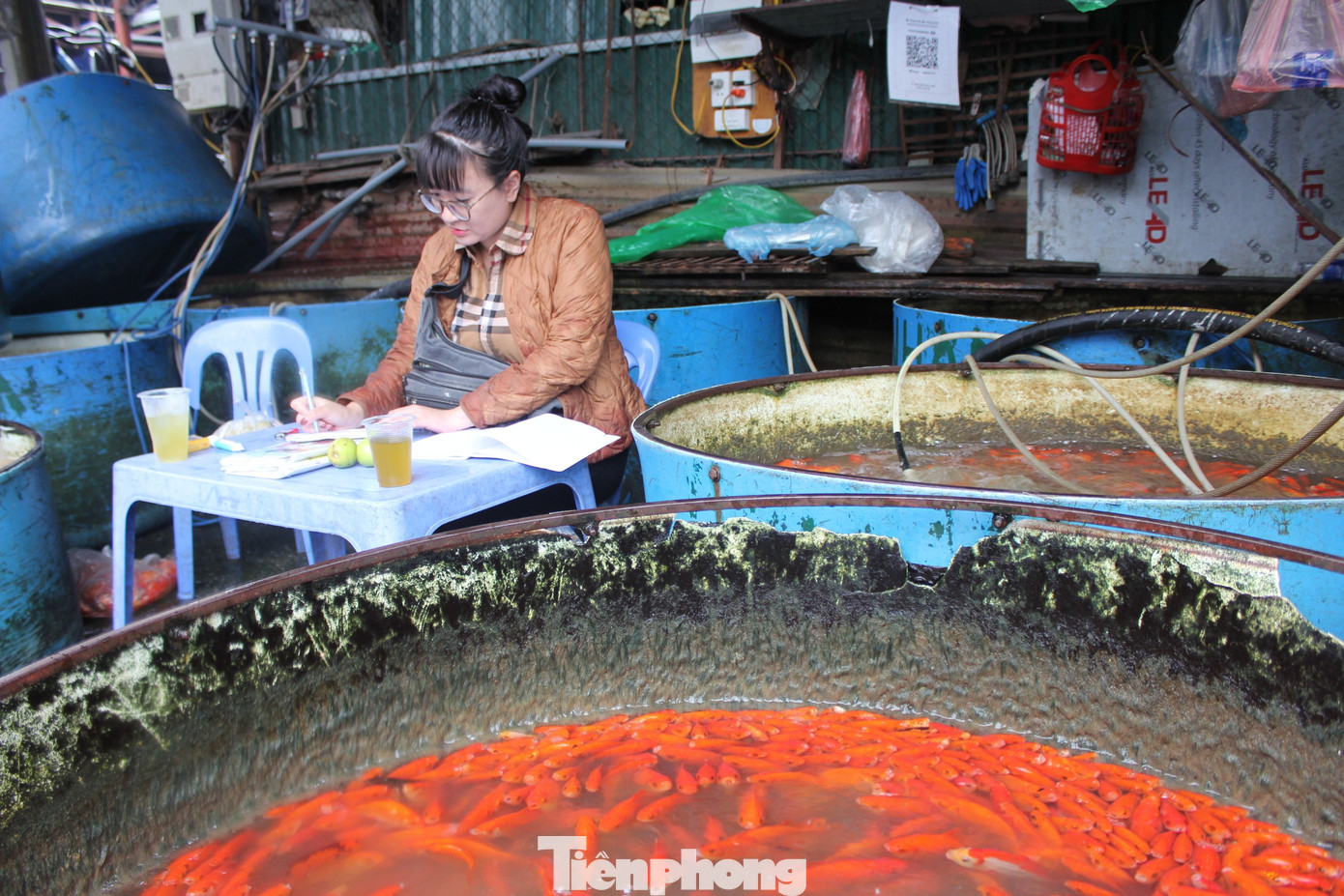 Cá chép tiễn ông Công ông Táo: Giá giảm mạnh, chợ vắng tanh - Ảnh 3