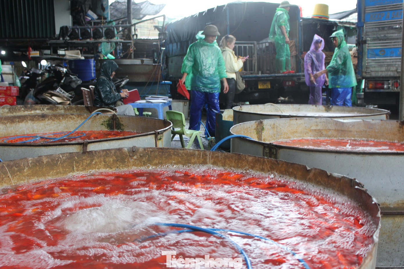 Cá chép tiễn ông Công ông Táo: Giá giảm mạnh, chợ vắng tanh - Ảnh 4