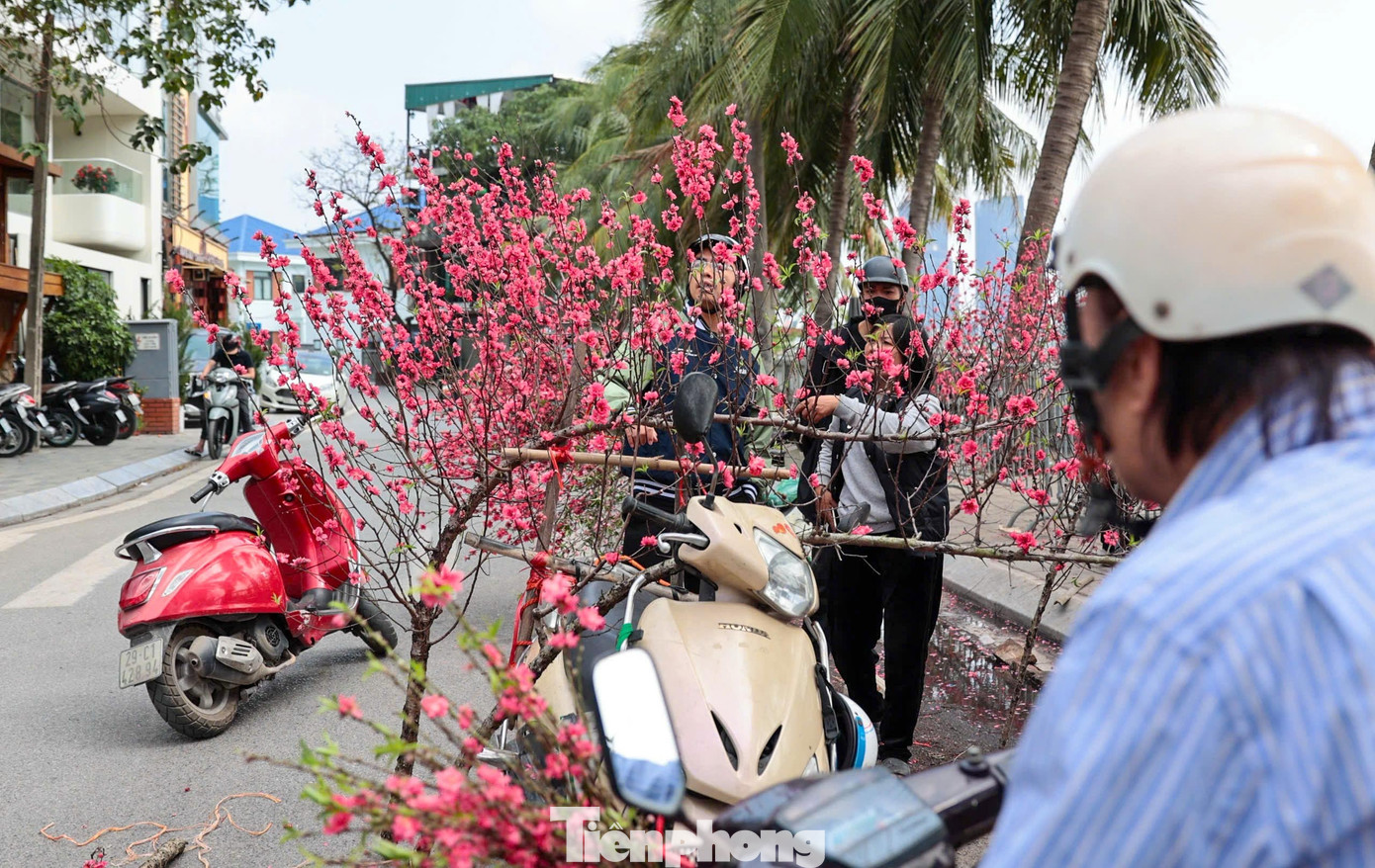 Đào, quất giảm giá sập sàn ngày 29 Tết - Ảnh 2