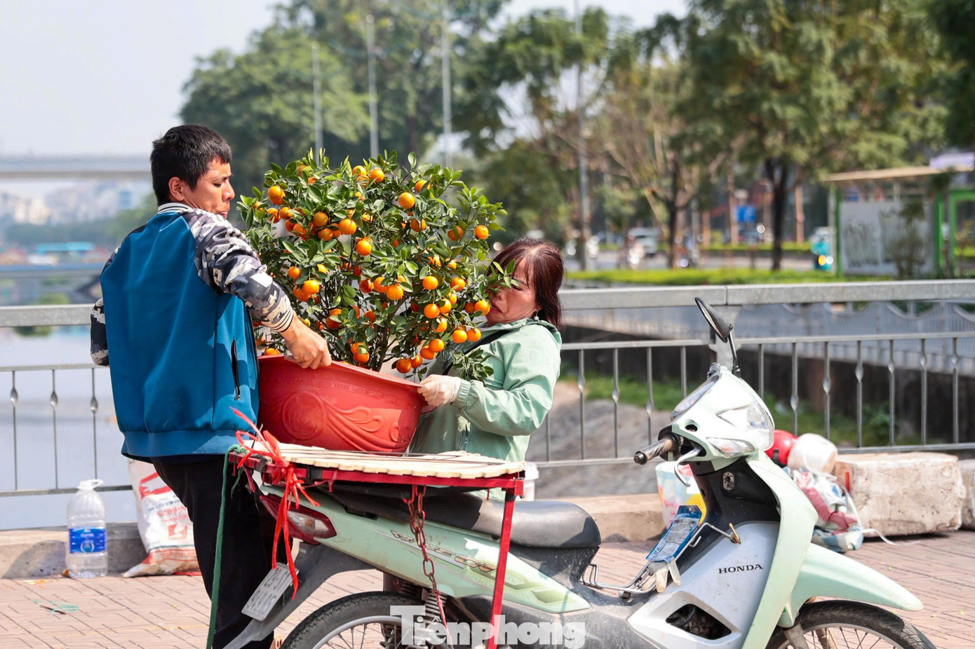 Đào, quất giảm giá sập sàn ngày 29 Tết - Ảnh 7