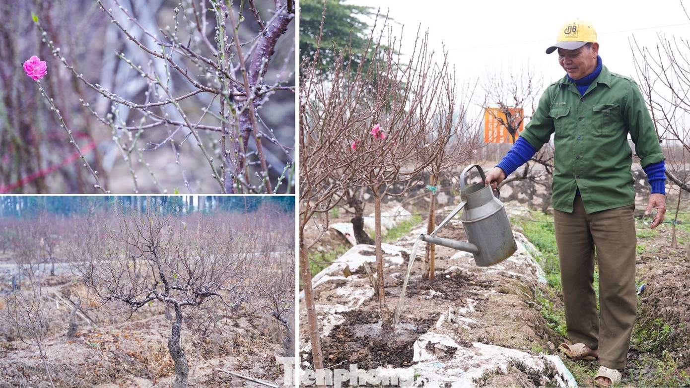 Lý do đào La Cả không vội Tết - Ảnh 2