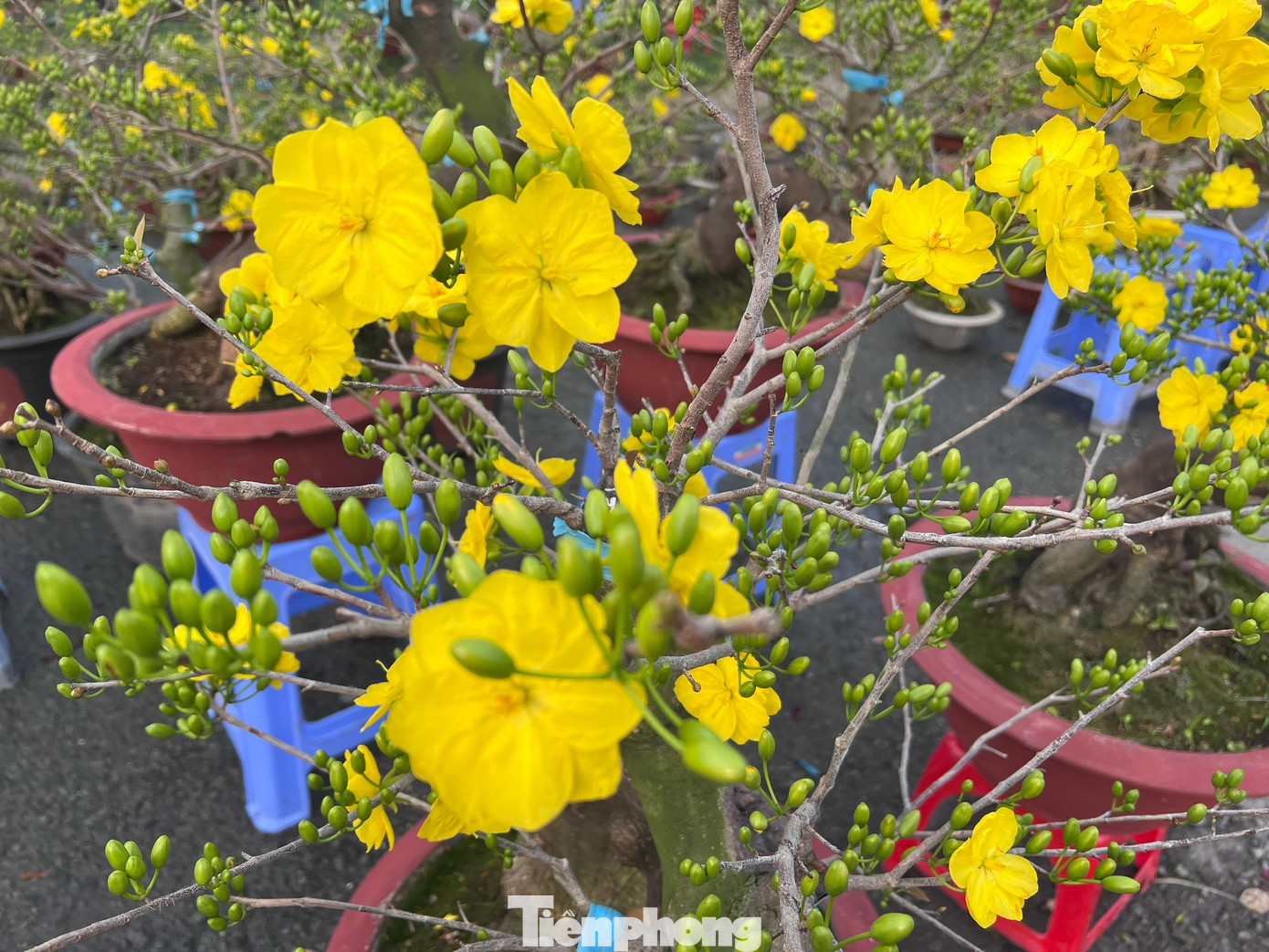 Giá rẻ khó tin: Hoa Tết chỉ 20.000 đồng/chậu ở TPHCM - Ảnh 3