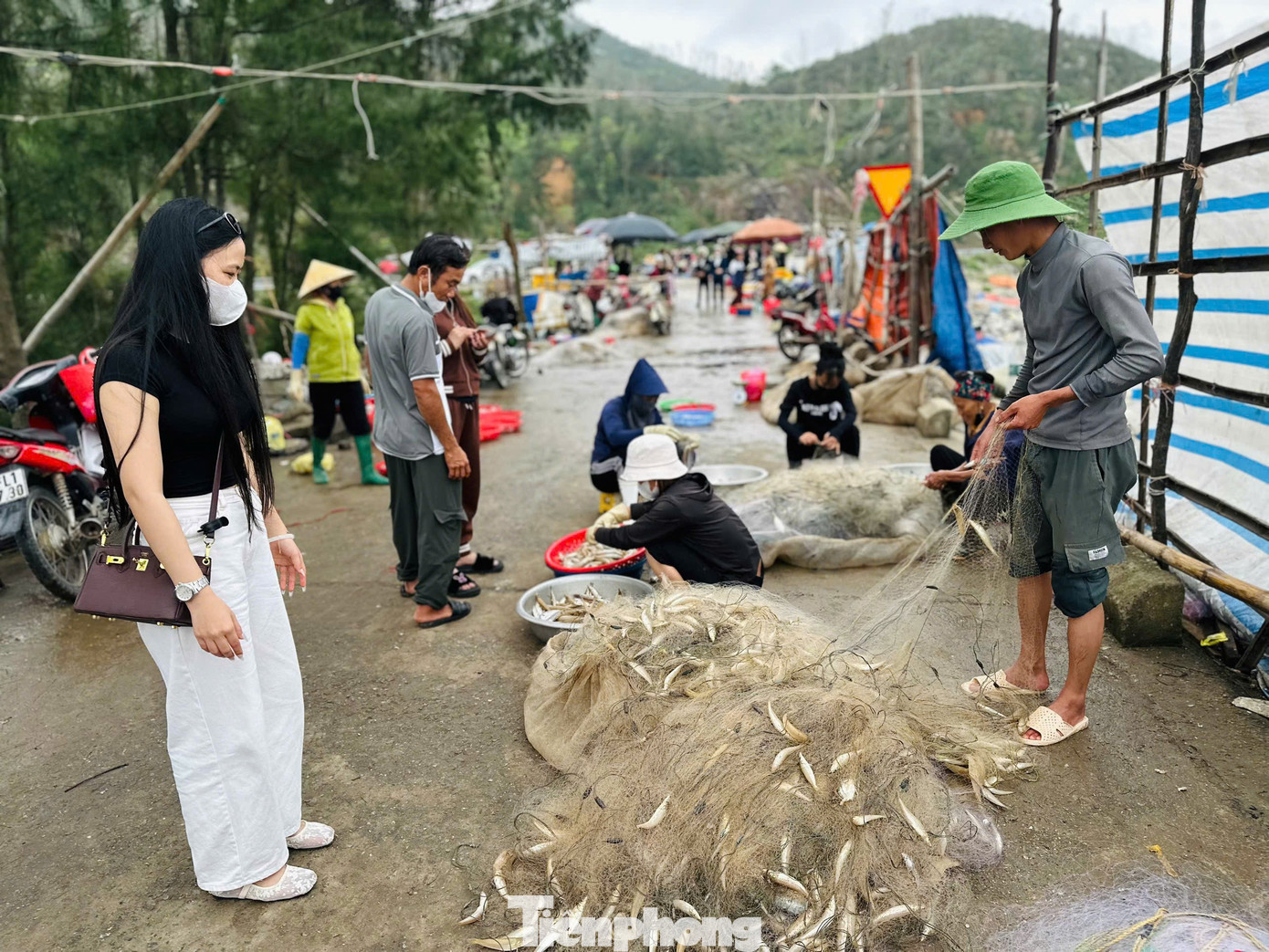 Ngư dân trúng 'lộc biển' đầu năm, thu tiền triệu mỗi ngày - Ảnh 13
