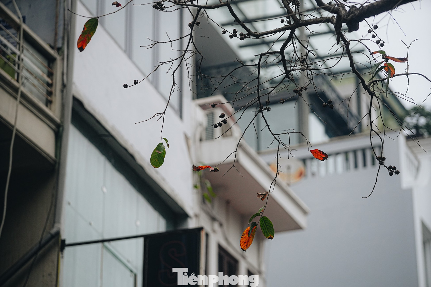 Vẻ đẹp hiếm có của Hà Nội trong buổi sáng đầu năm - Ảnh 6