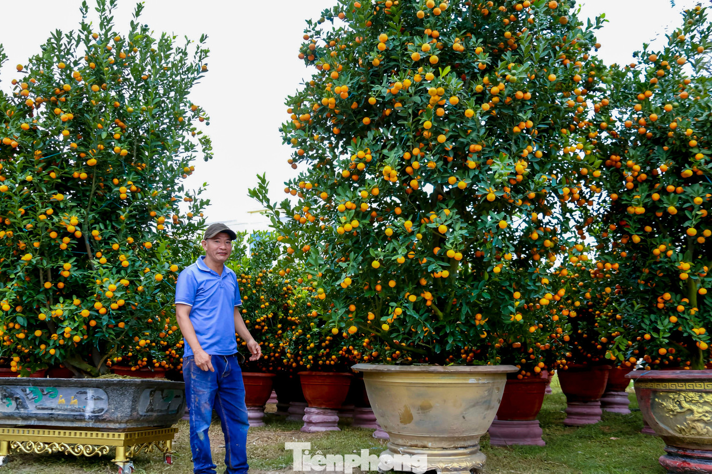 Quất 'khủng' giá hàng chục triệu đồng xuống phố đón Tết - Ảnh 7