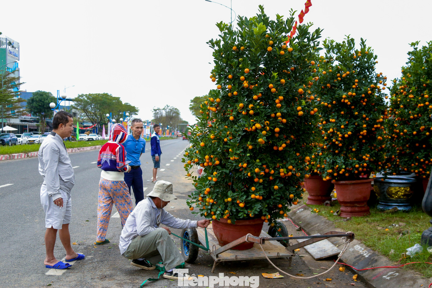 Quất 'khủng' giá hàng chục triệu đồng xuống phố đón Tết - Ảnh 1