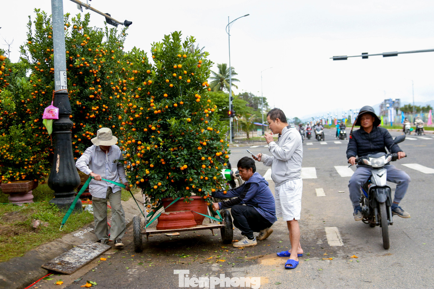 Quất 'khủng' giá hàng chục triệu đồng xuống phố đón Tết - Ảnh 11