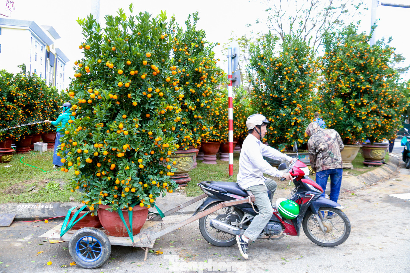 Quất 'khủng' giá hàng chục triệu đồng xuống phố đón Tết - Ảnh 12