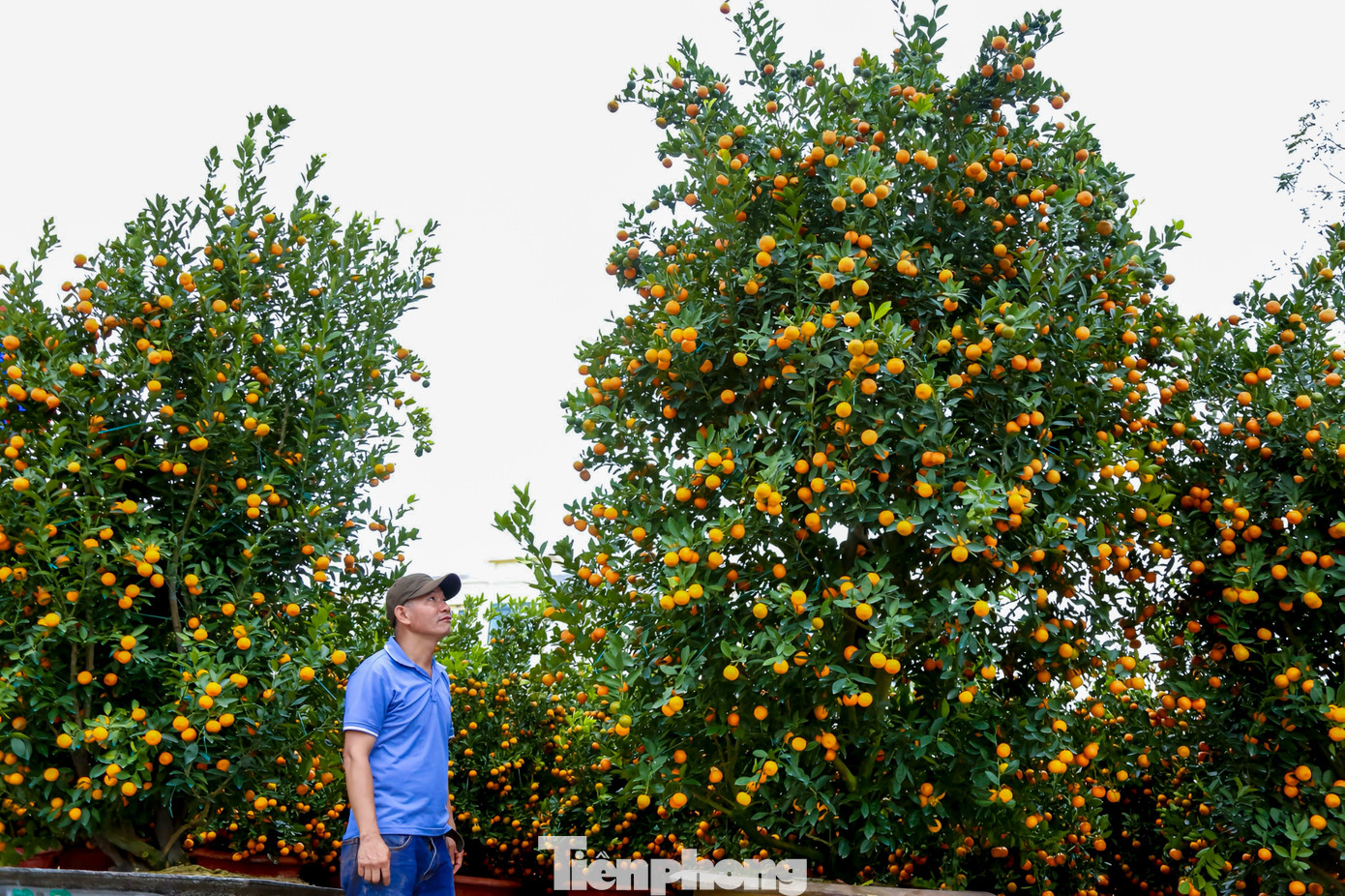 Quất 'khủng' giá hàng chục triệu đồng xuống phố đón Tết - Ảnh 4