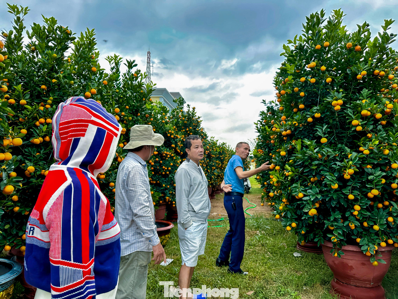 Quất 'khủng' giá hàng chục triệu đồng xuống phố đón Tết - Ảnh 13
