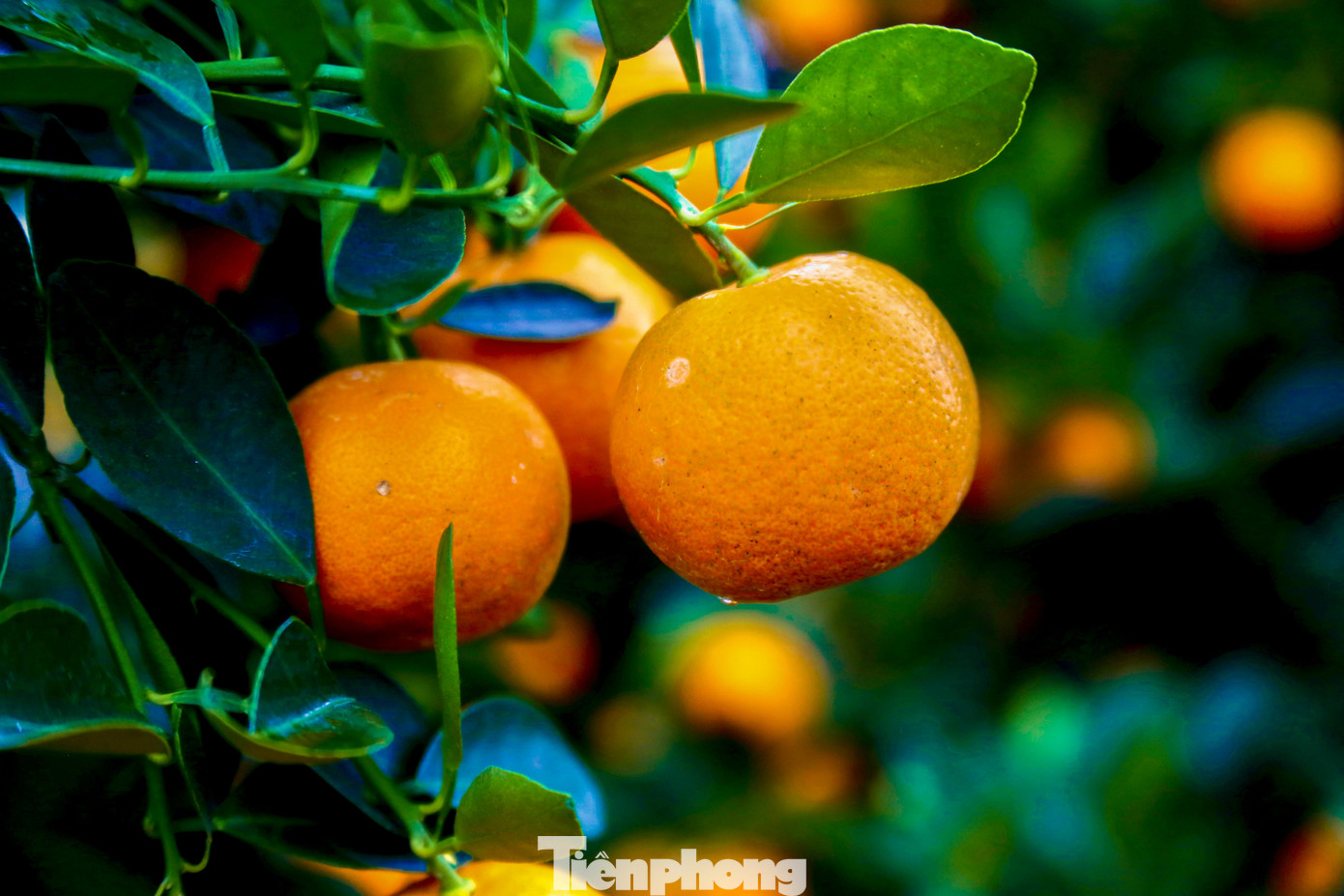 Quất 'khủng' giá hàng chục triệu đồng xuống phố đón Tết - Ảnh 9